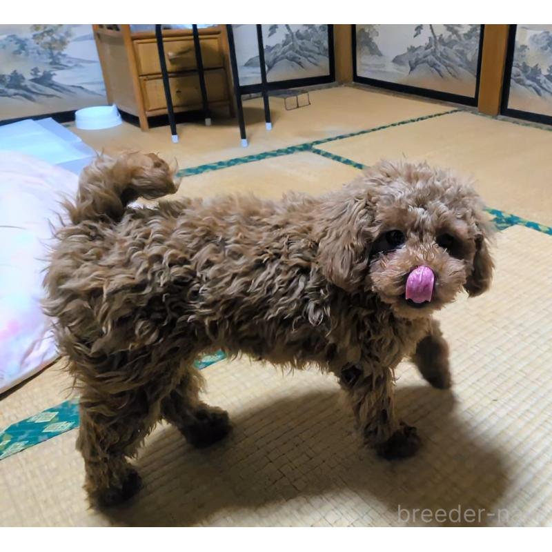 販売中の秋田県のマルプー:マルチーズ×トイプードル-413650の3枚目