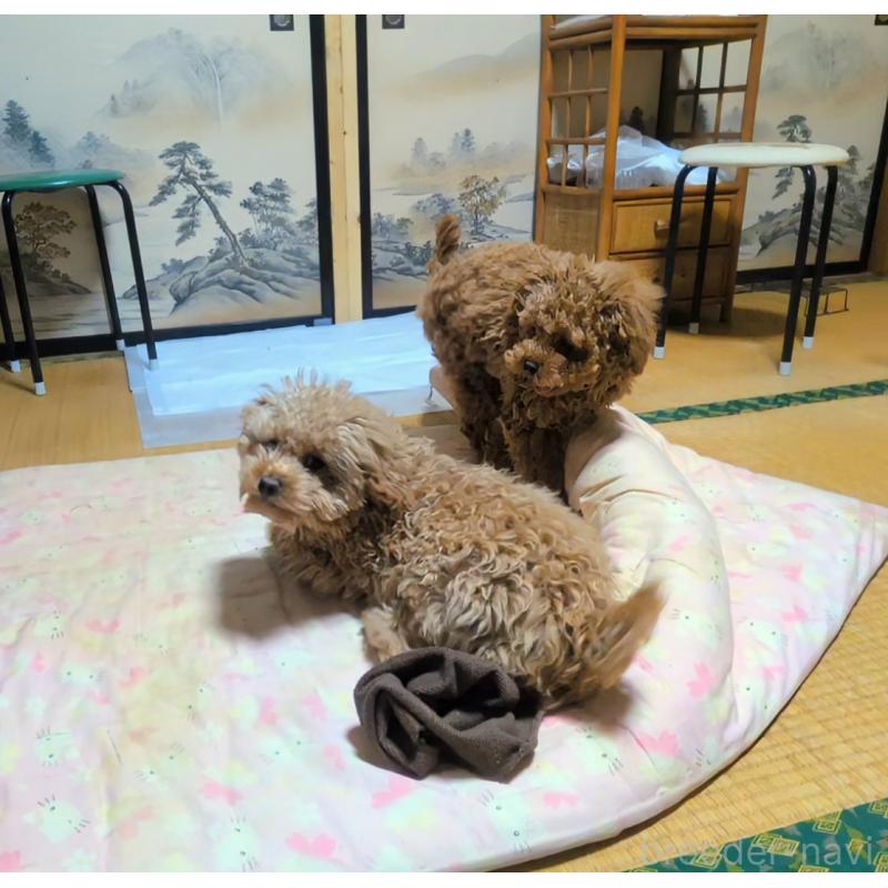 販売中の秋田県のマルプー:マルチーズ×トイプードル-413650の2枚目