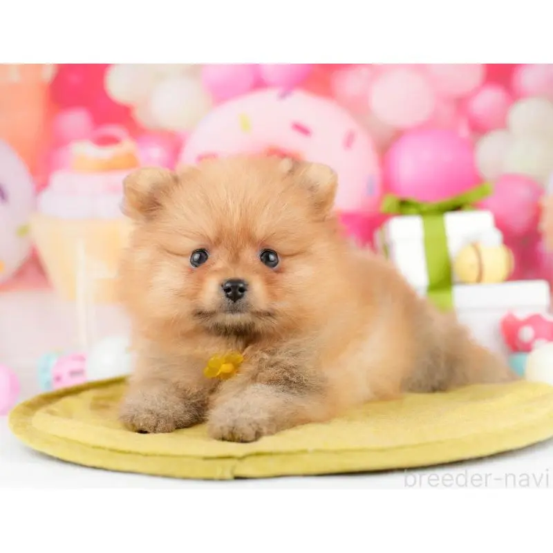 販売中の東京都のポメラニアン-451502の7枚目