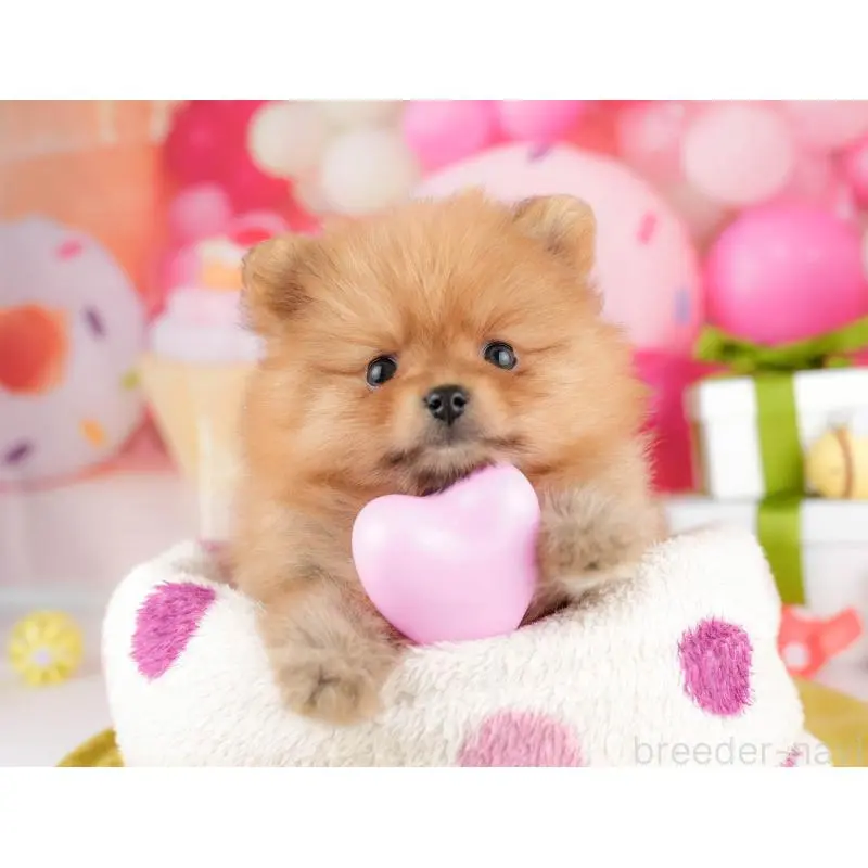 販売中の東京都のポメラニアン-451502の4枚目