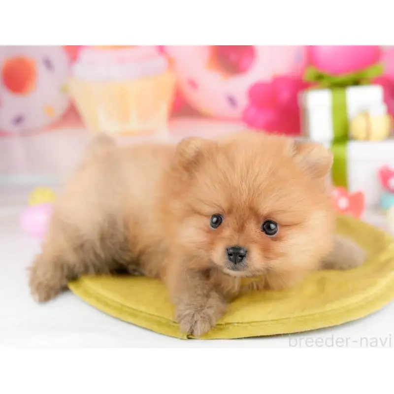 販売中の東京都のポメラニアン-451502の3枚目