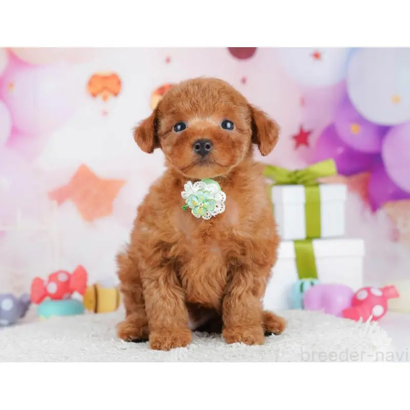 販売中の東京都のトイプードル-451693の9枚目