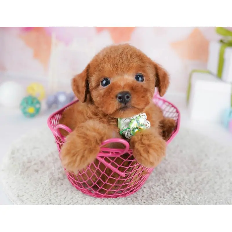 販売中の東京都のトイプードル-451693の7枚目