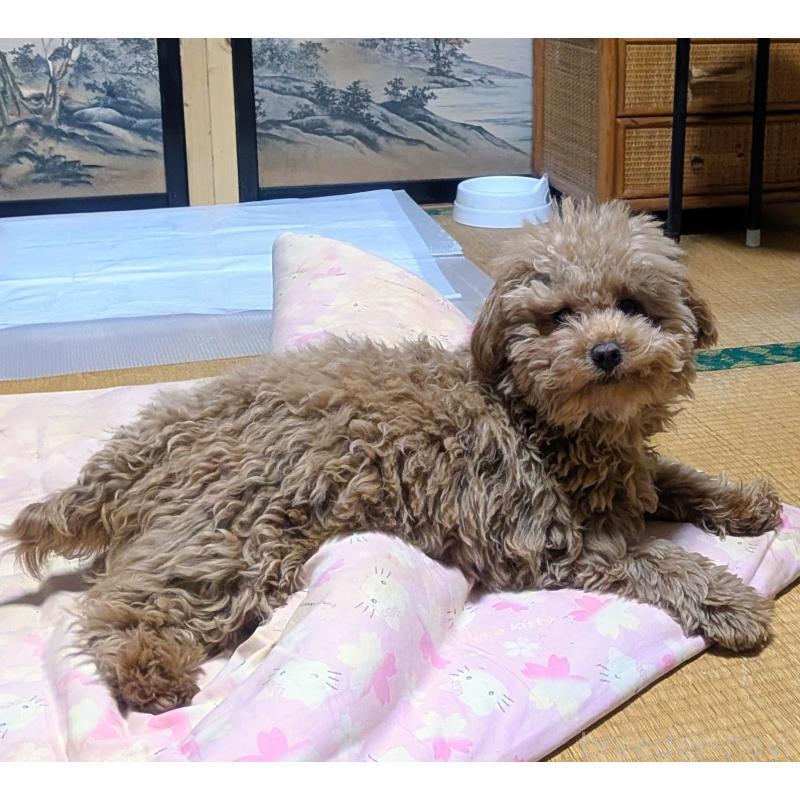 販売中の秋田県のマルプー:マルチーズ×トイプードル-424434の5枚目