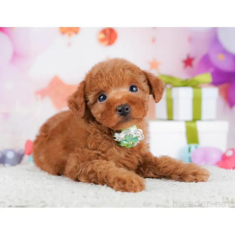 販売中の東京都のトイプードル-451693の5枚目