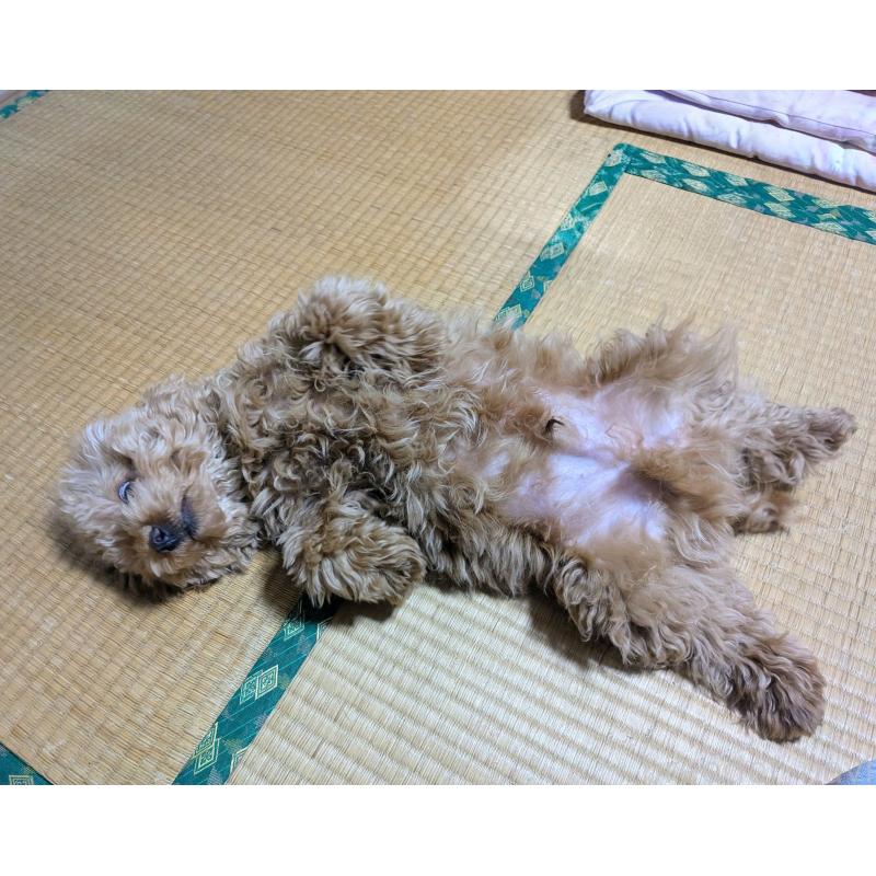 販売中の秋田県のマルプー:マルチーズ×トイプードル-424434の4枚目