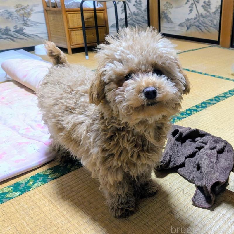 販売中の秋田県のマルプー:マルチーズ×トイプードル-424434の3枚目