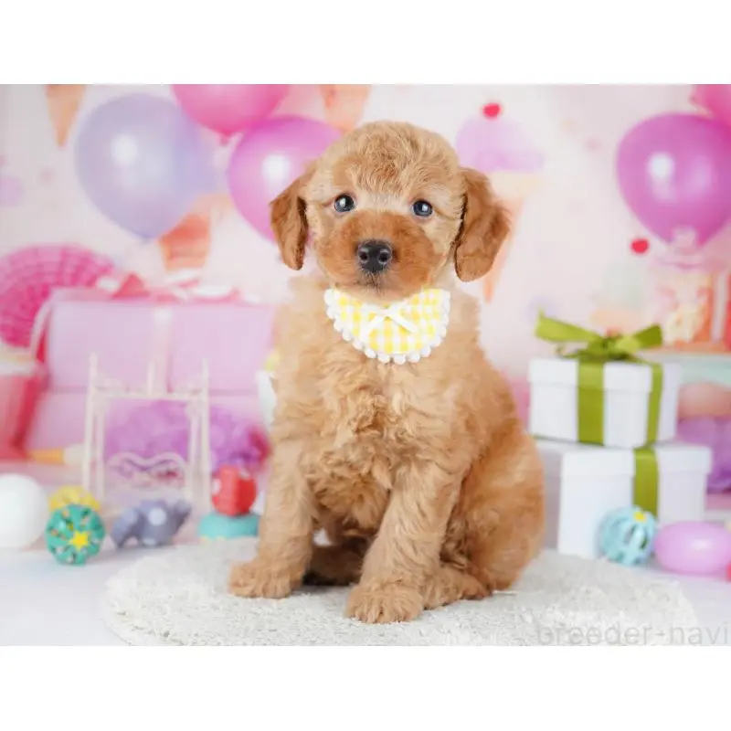 販売中の東京都のトイプードル-451692の8枚目