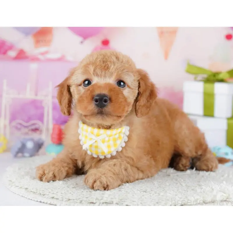 販売中の東京都のトイプードル-451692の7枚目