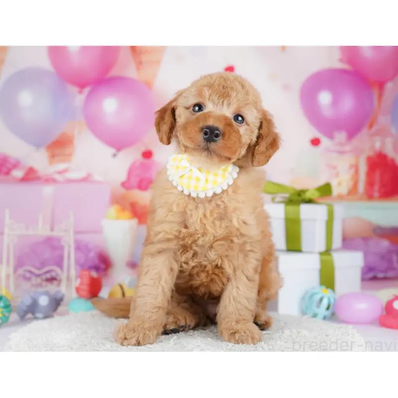 販売中の東京都のトイプードル-451692の6枚目