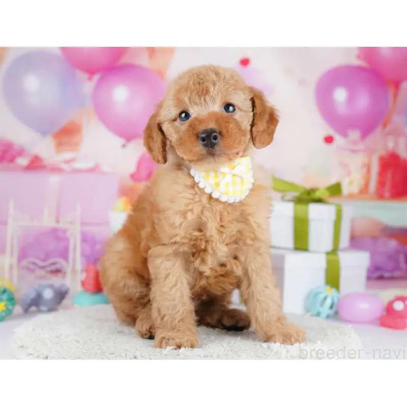 販売中の東京都のトイプードル-451692の5枚目