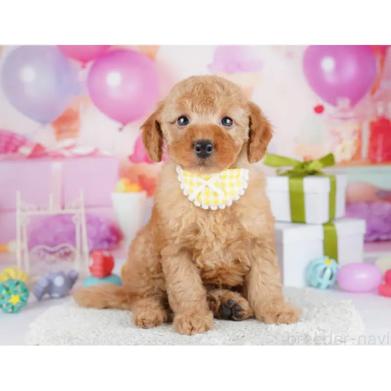 販売中の東京都のトイプードル-451692の3枚目