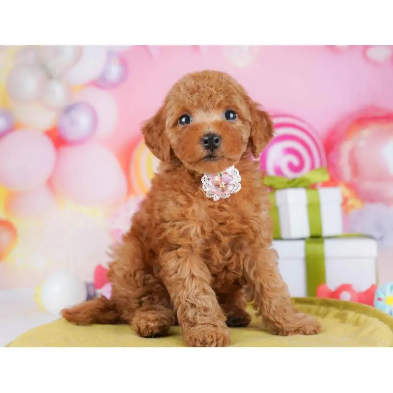 販売中の東京都のトイプードル-451688の9枚目