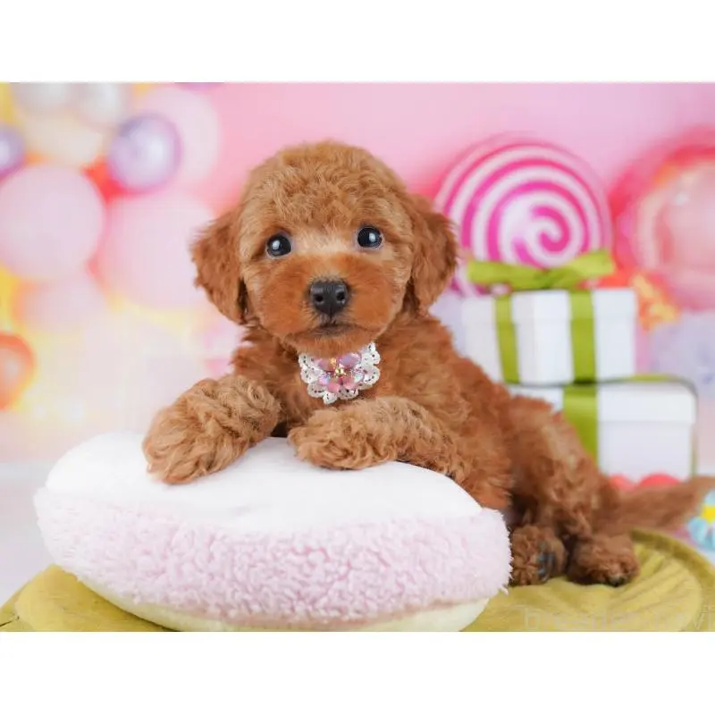 販売中の東京都のトイプードル-451688の8枚目