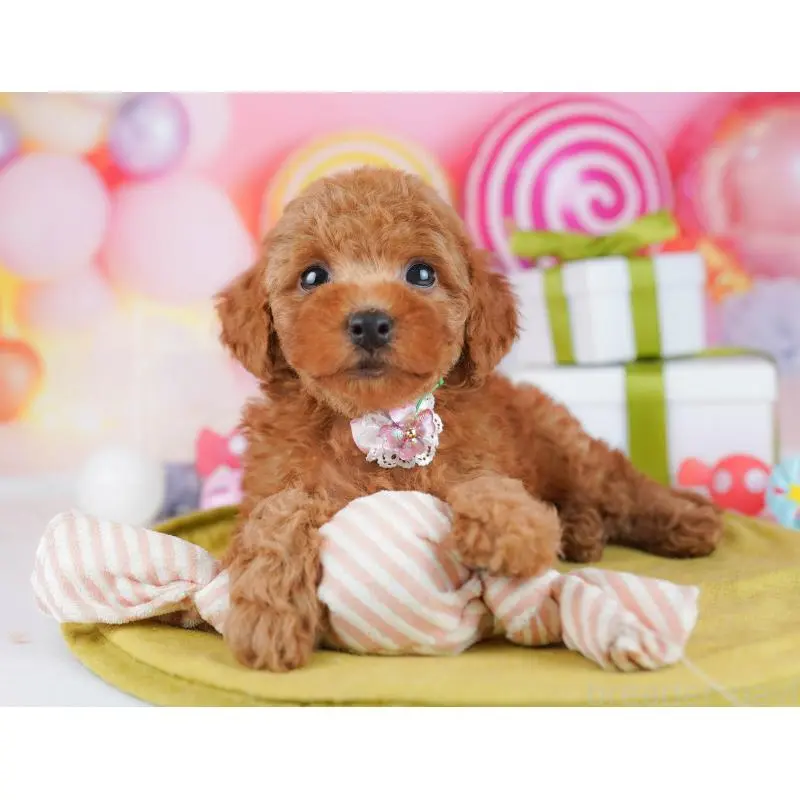 販売中の東京都のトイプードル-451688の7枚目