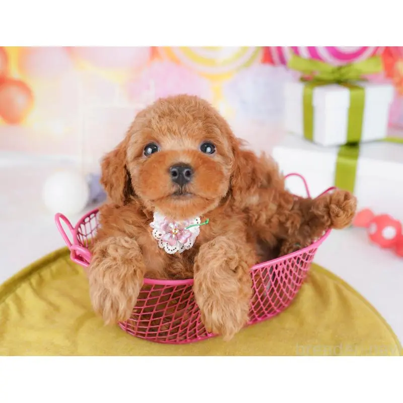 販売中の東京都のトイプードル-451688の6枚目