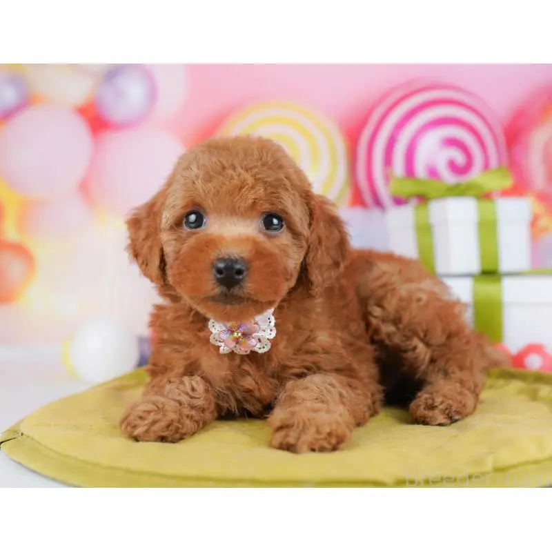 販売中の東京都のトイプードル-451688の5枚目