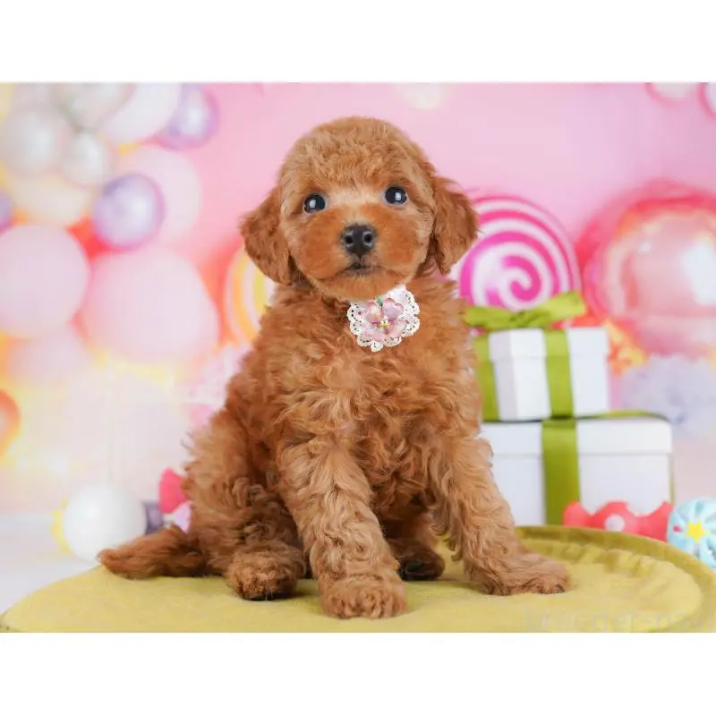 販売中の東京都のトイプードル-451688の4枚目