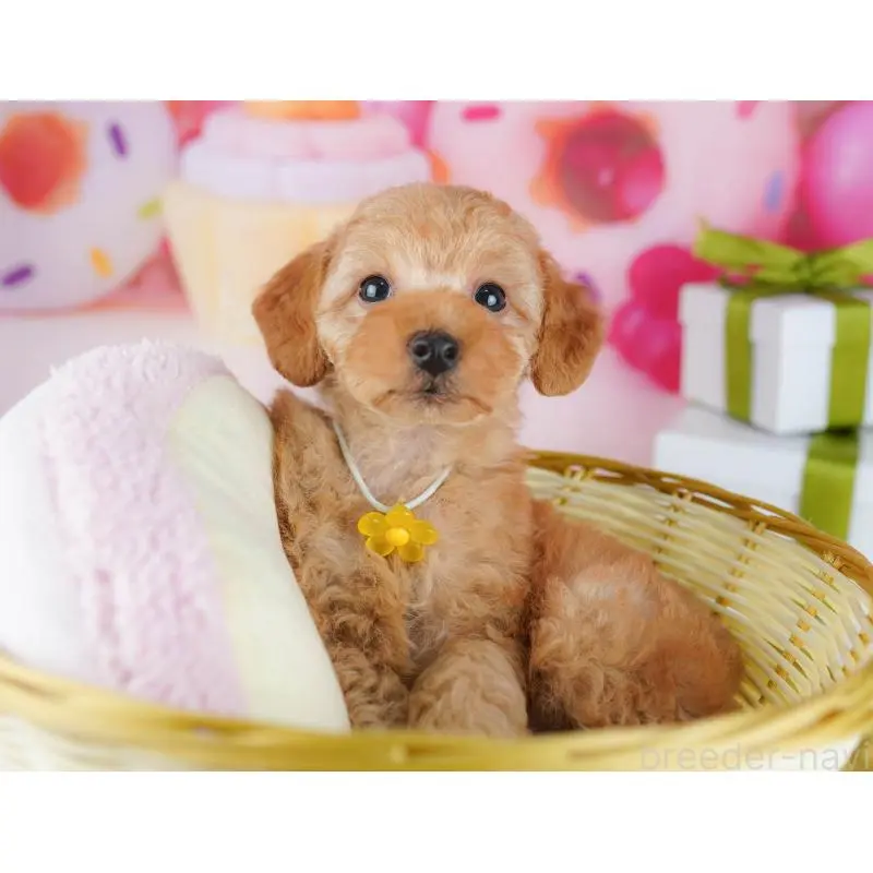 販売中の東京都のトイプードル-451487の5枚目