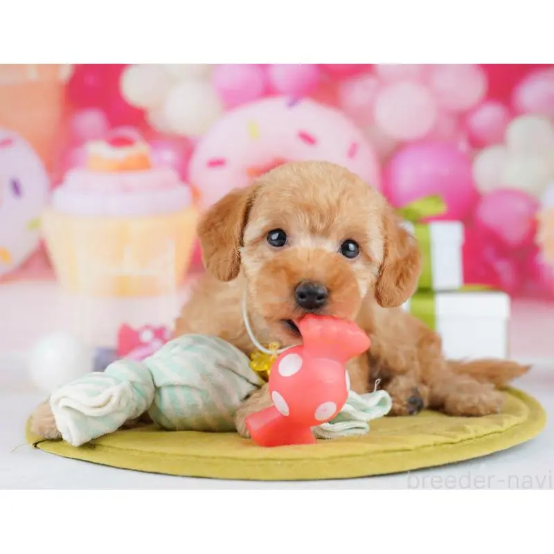 販売中の東京都のトイプードル-451487の3枚目