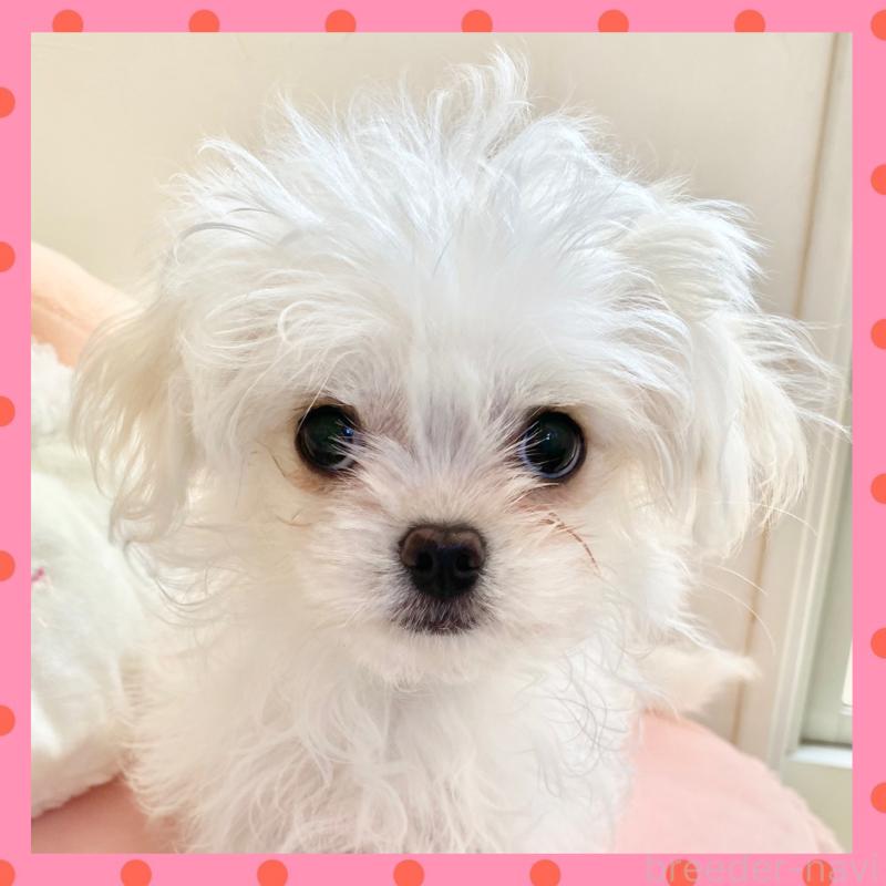 販売中の群馬県のミックス犬-439610