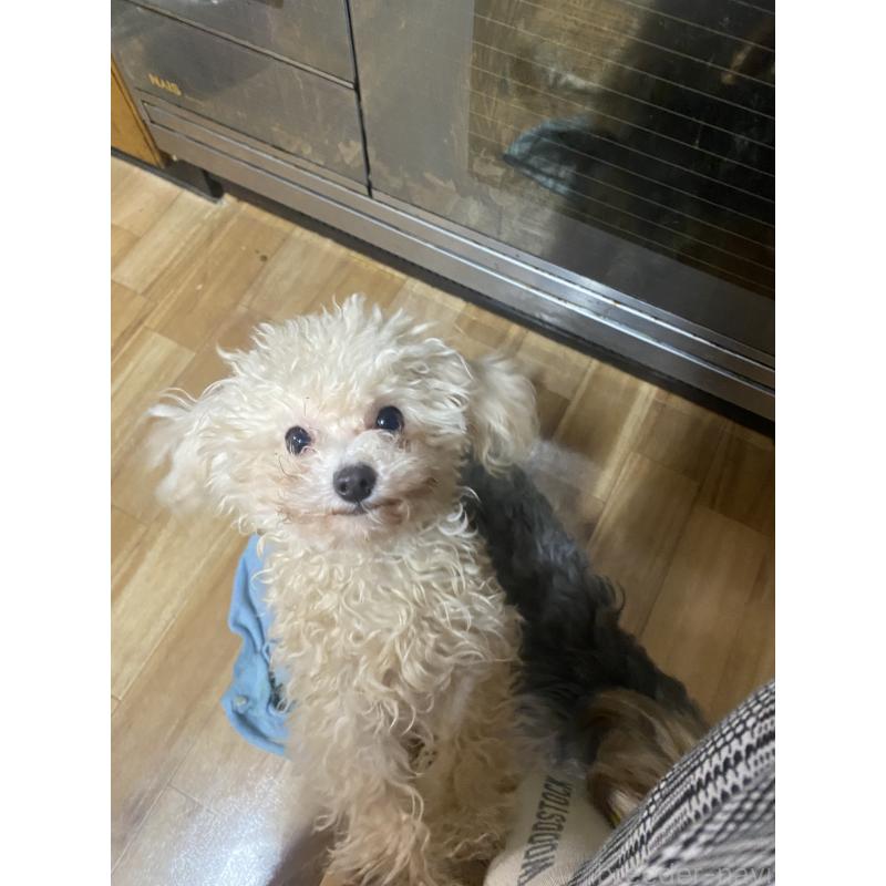 販売中の滋賀県のティーカッププードル-389799の2枚目