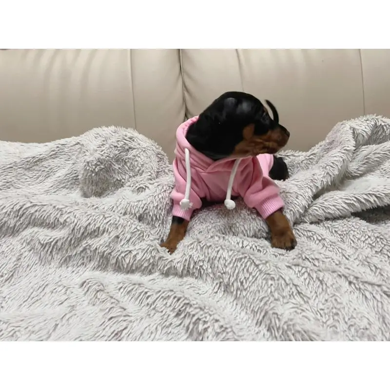 成約済の福岡県のミニチュアピンシャー(ミニピン)-450886の2枚目