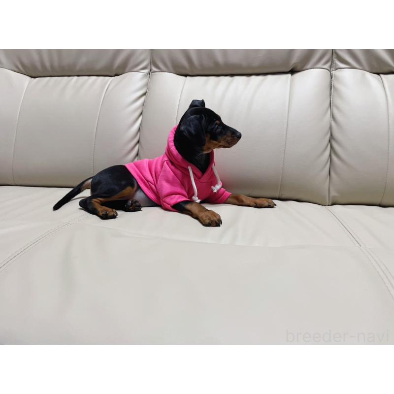 商談中の福岡県のミニチュアピンシャー(ミニピン)-442396の8枚目