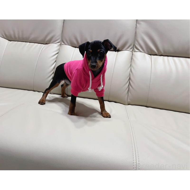 商談中の福岡県のミニチュアピンシャー(ミニピン)-442396の7枚目