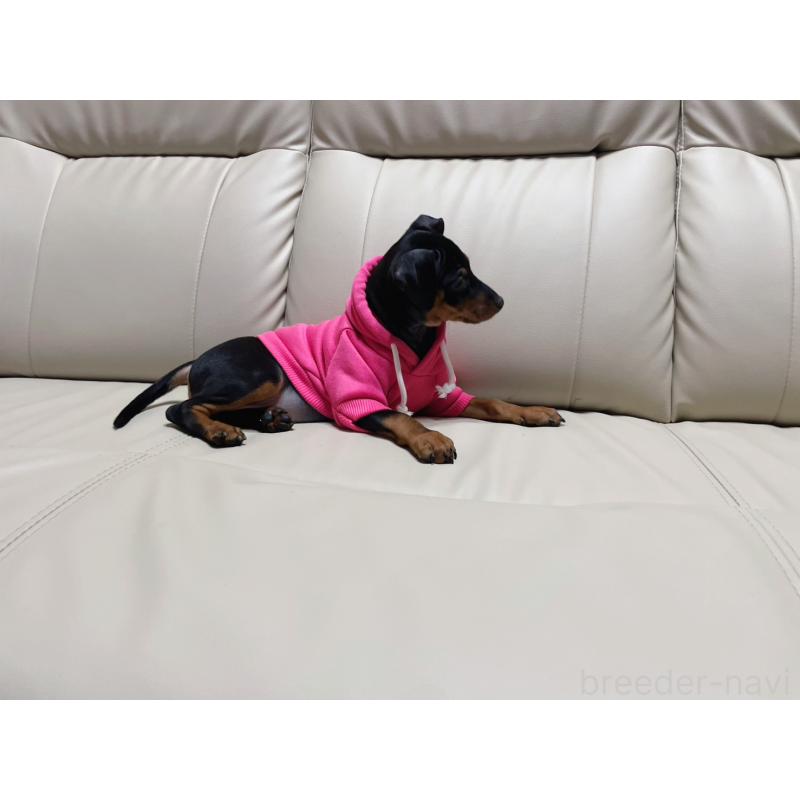 商談中の福岡県のミニチュアピンシャー(ミニピン)-442396の6枚目