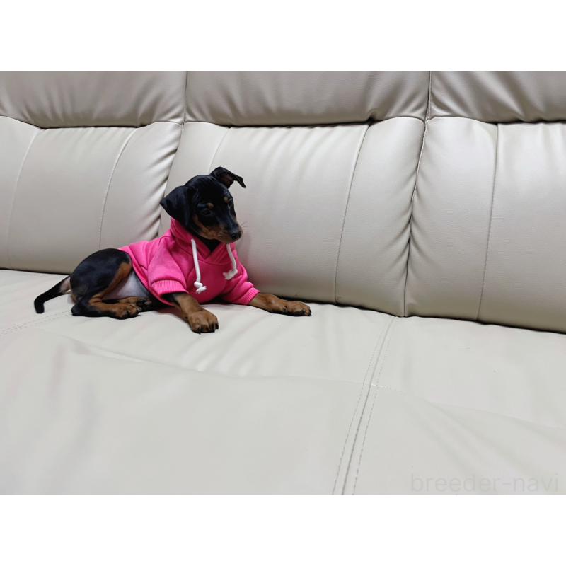 商談中の福岡県のミニチュアピンシャー(ミニピン)-442396の5枚目