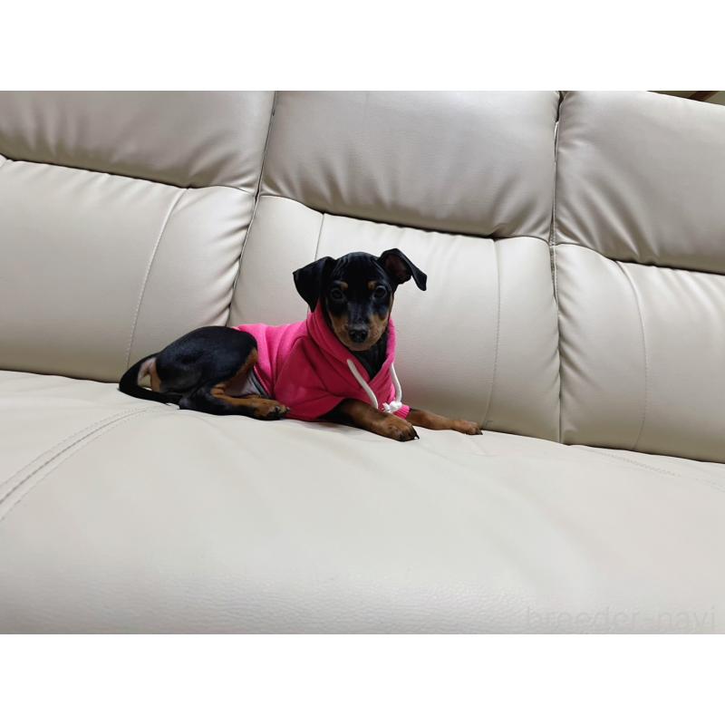 商談中の福岡県のミニチュアピンシャー(ミニピン)-442396の4枚目