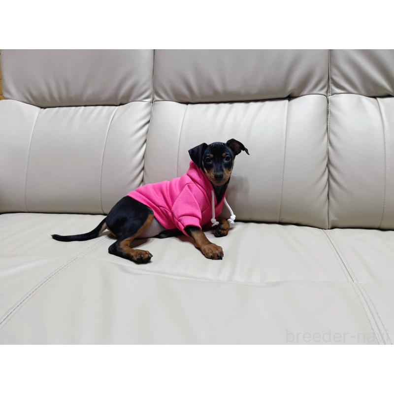 商談中の福岡県のミニチュアピンシャー(ミニピン)-442396の3枚目