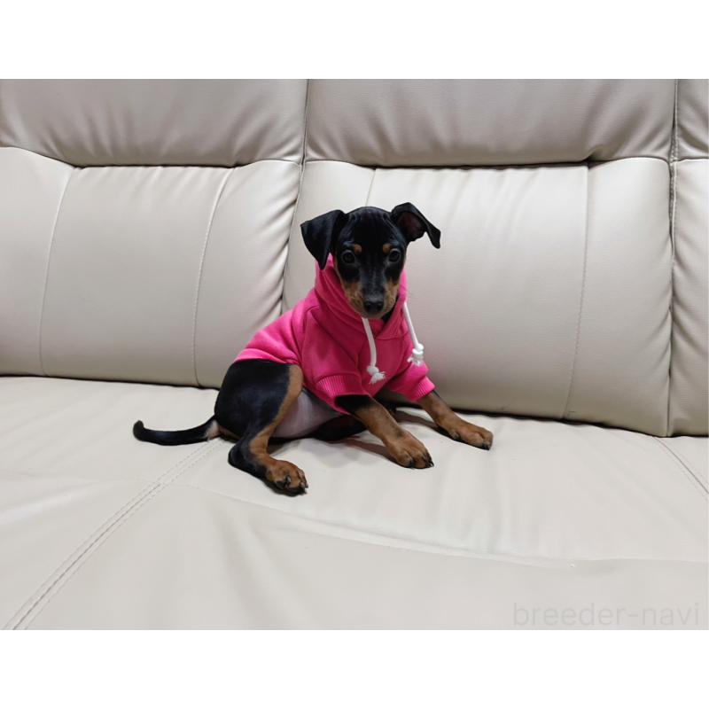 商談中の福岡県のミニチュアピンシャー(ミニピン)-442396の2枚目