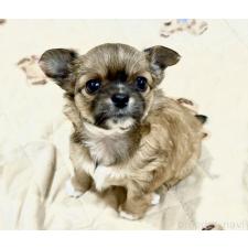 ♀︎チワワ(ロングコート)