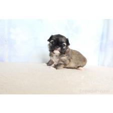 ♀︎ミックス犬