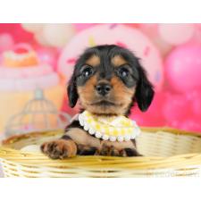 ♀︎ミニチュアダックスフンド(ロングヘアード)