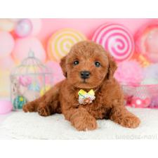 ♀︎トイプードル