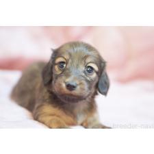 ♀︎カニンヘンダックスフンド(ロングヘアード)