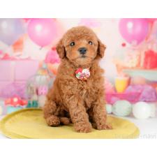 ♀︎トイプードル