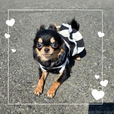 ♀︎チワワ(ロングコート)