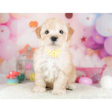 ♀︎マルプー:マルチーズ×トイプードル