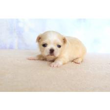 ♀︎ミックス犬