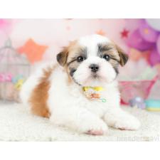 ♀︎マルシーズー:マルチーズ×シーズー