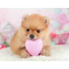 ♀︎ポメラニアン