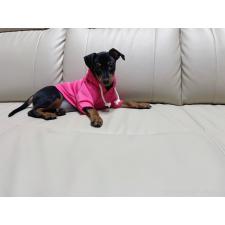 ♀︎ミニチュアピンシャー(ミニピン)