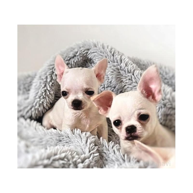 販売中の千葉県のチワワ(スムースコート)-444270の2枚目