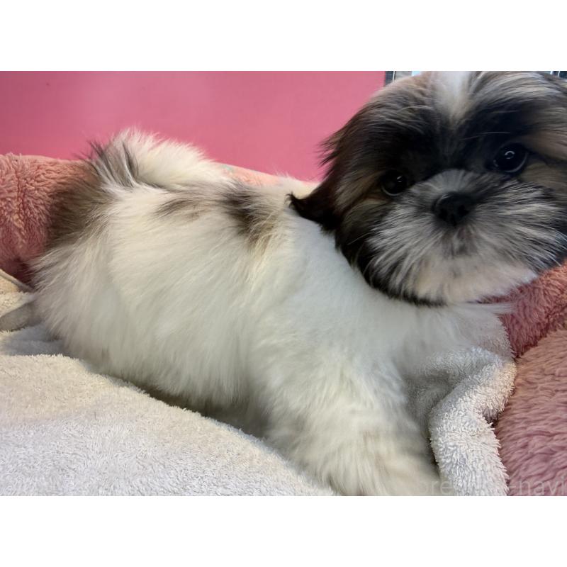 販売中の東京都のシーズー-445282の4枚目