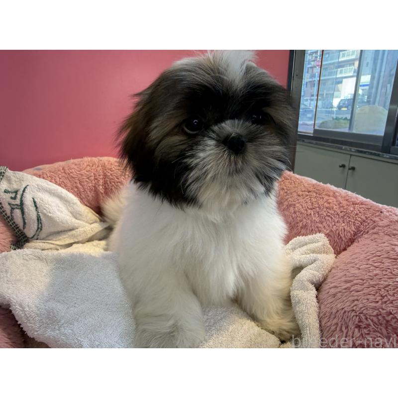 販売中の東京都のシーズー-445282の3枚目