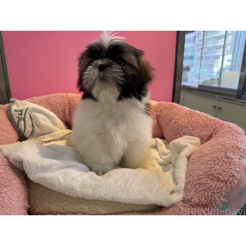 販売中の東京都のシーズー-445282の2枚目